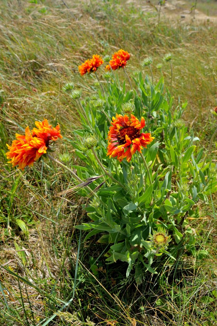 Flore de la Corse