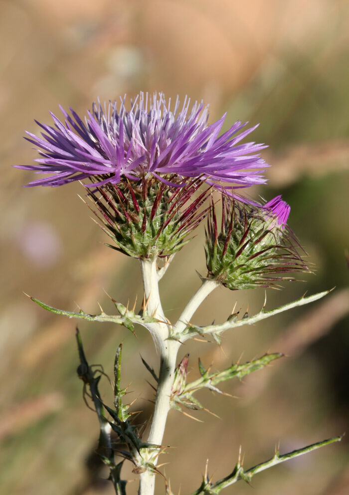 Flore de la Corse