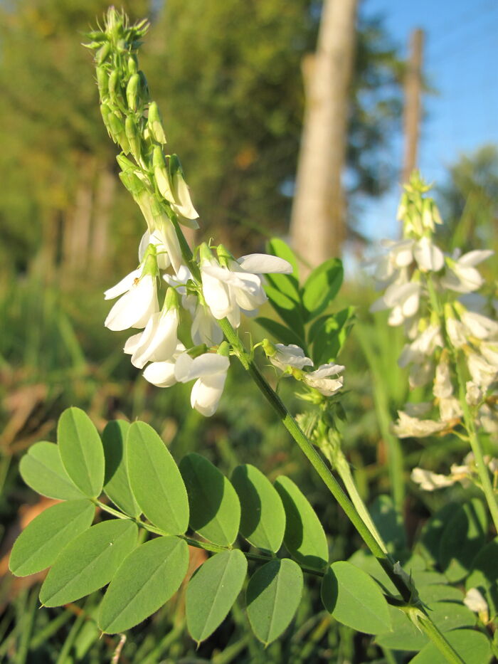 Flore de la Corse