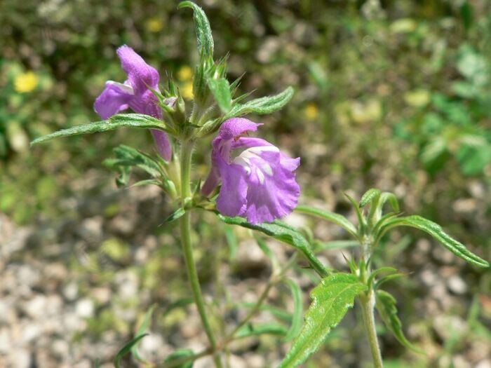 Flore de la Corse