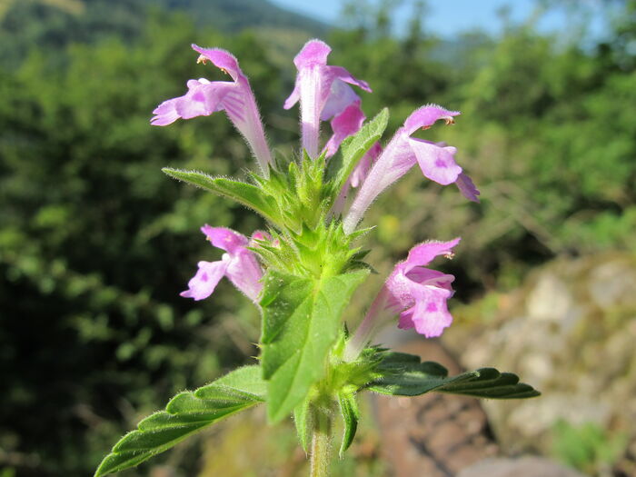 Flore de la Corse