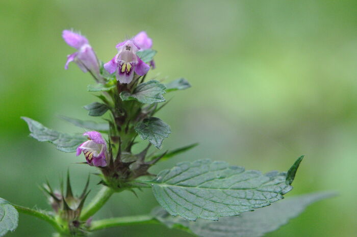 Flore de la Corse