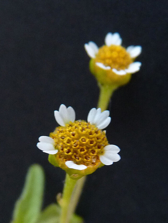 Flore de la Corse