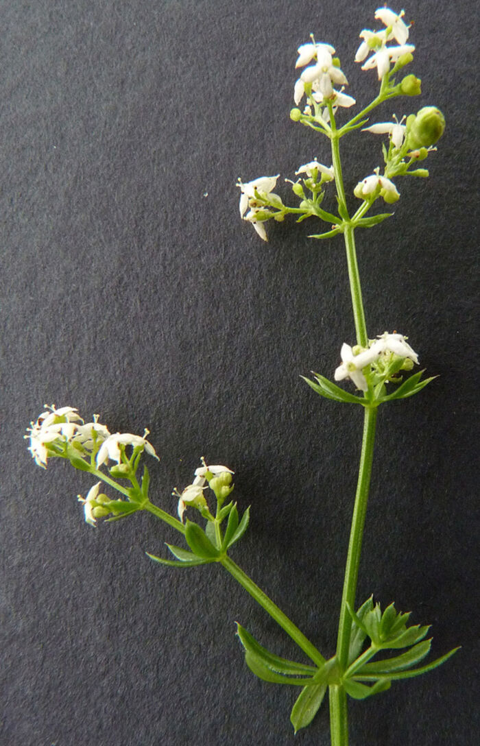 Flore de la Corse