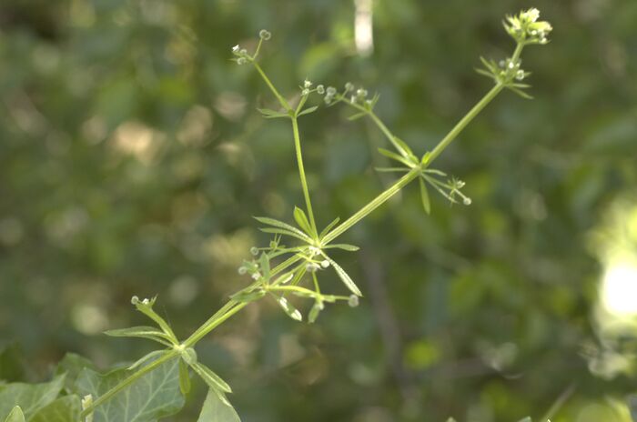 Flore de la Corse