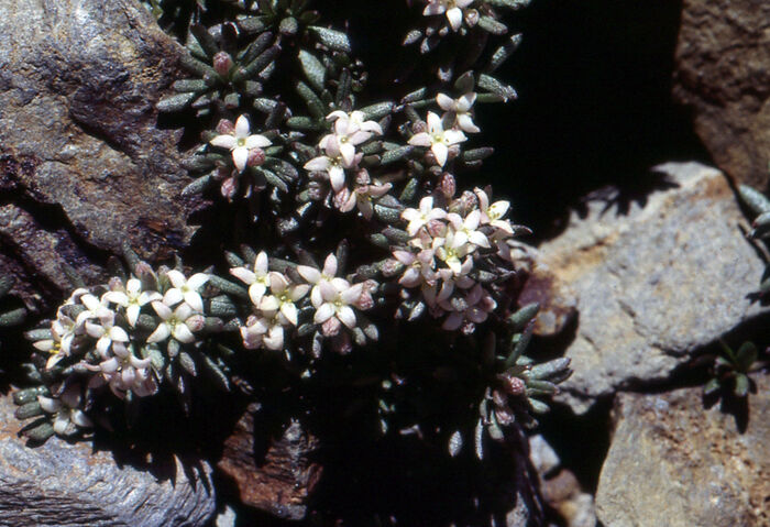 Flore de la Corse