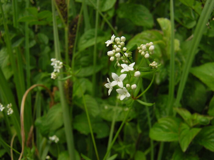 Flore de la Corse