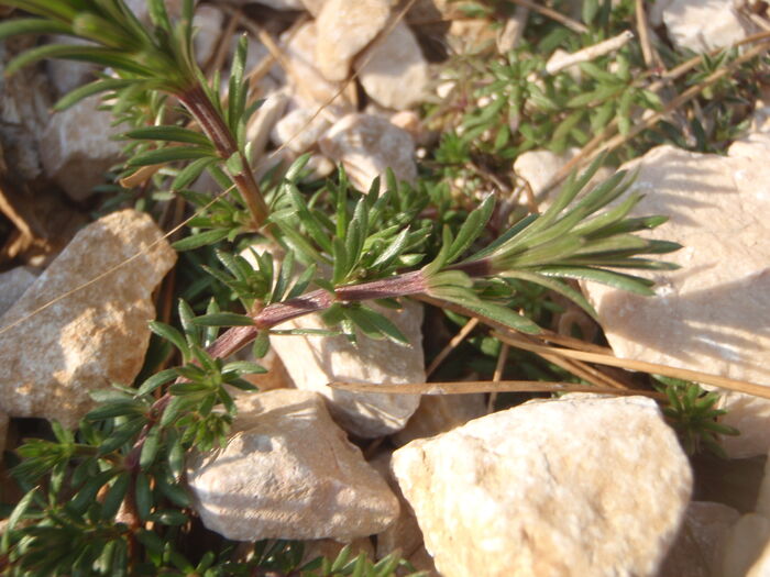 Flore de la Corse