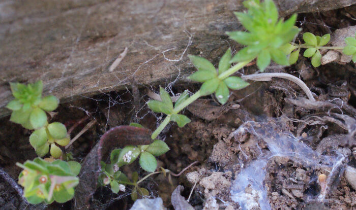 Flore de la Corse