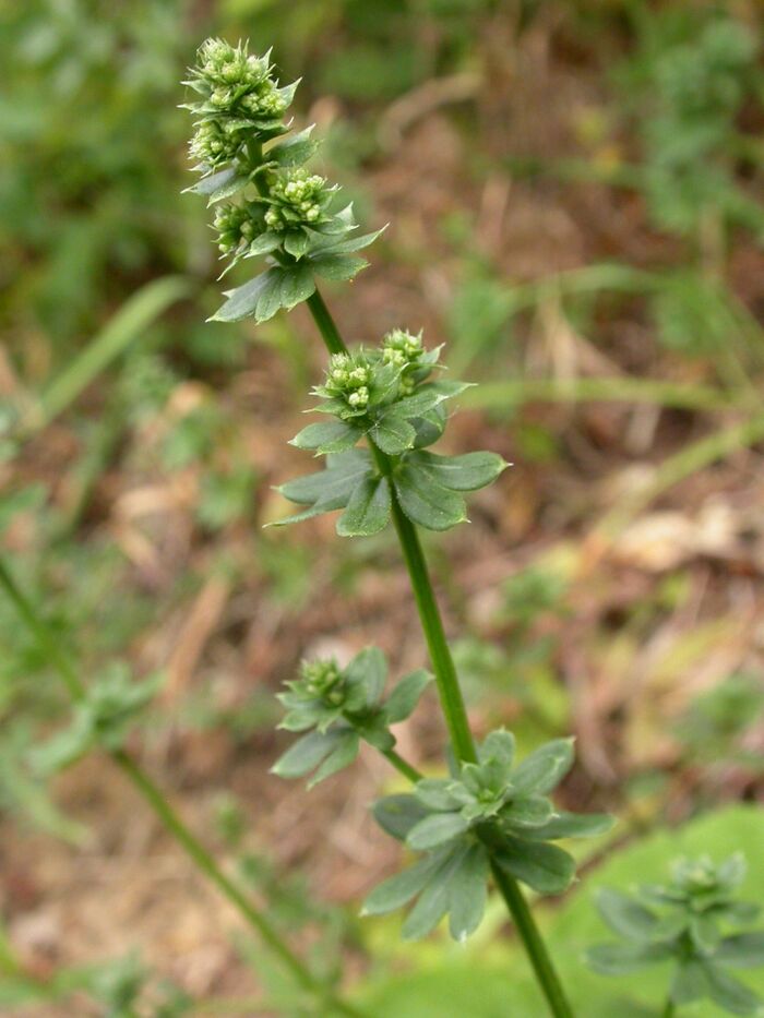 Flore de la Corse