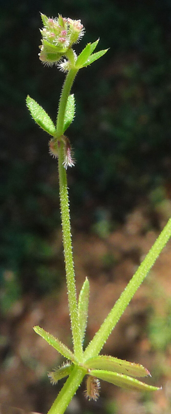 Flore de la Corse