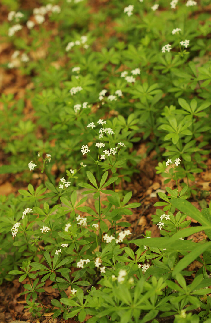 Flore de la Corse