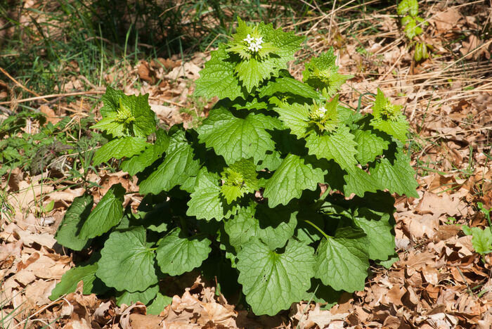 Flore de la Corse