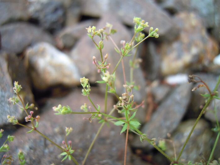 Flore de la Corse