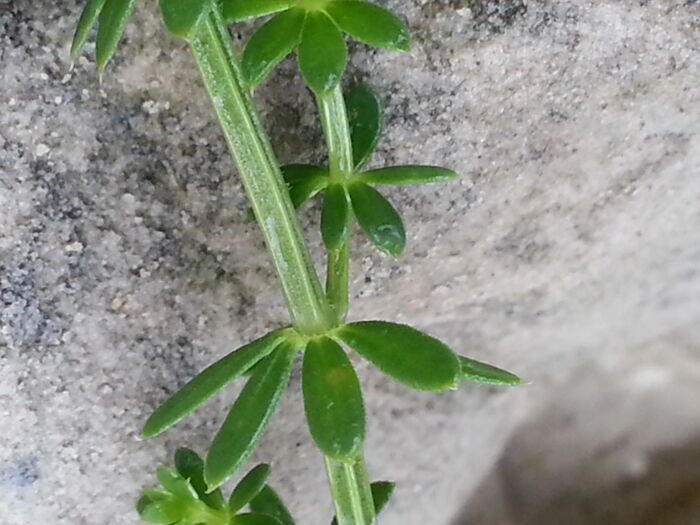 Flore de la Corse