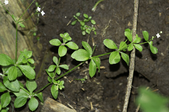 Flore de la Corse