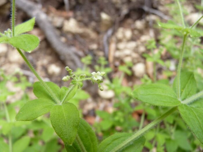 Flore de la Corse