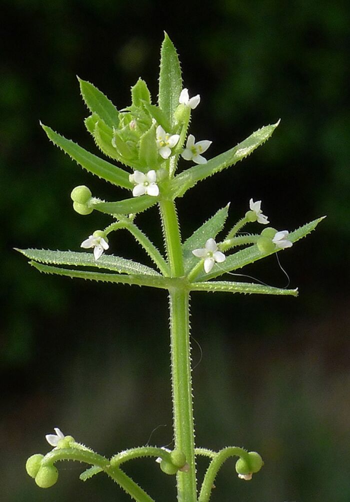 Flore de la Corse