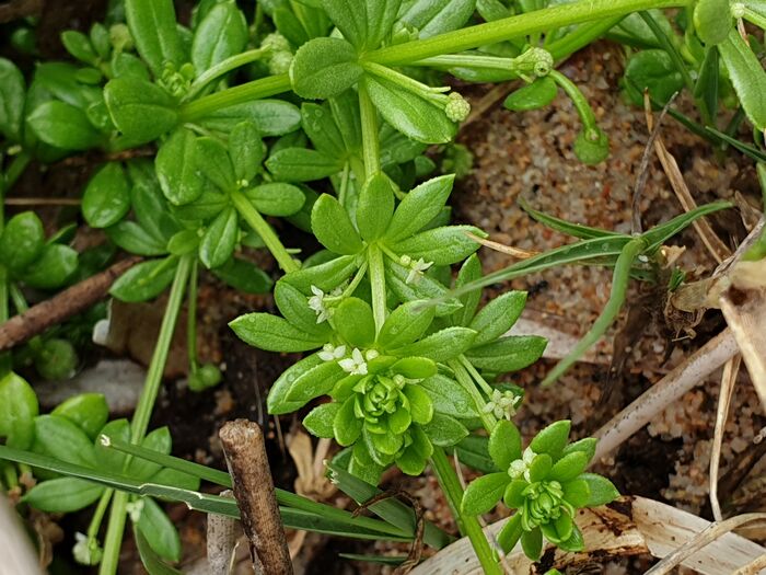 Flore de la Corse