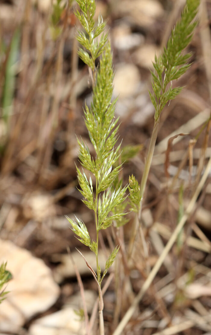 Flore de la Corse