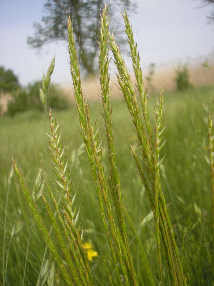 Flore de la Corse