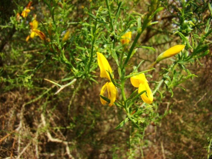 Flore de la Corse