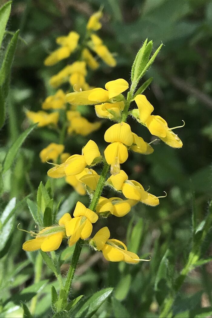 Flore de la Corse