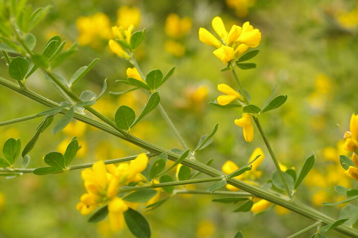 Flore de la Corse