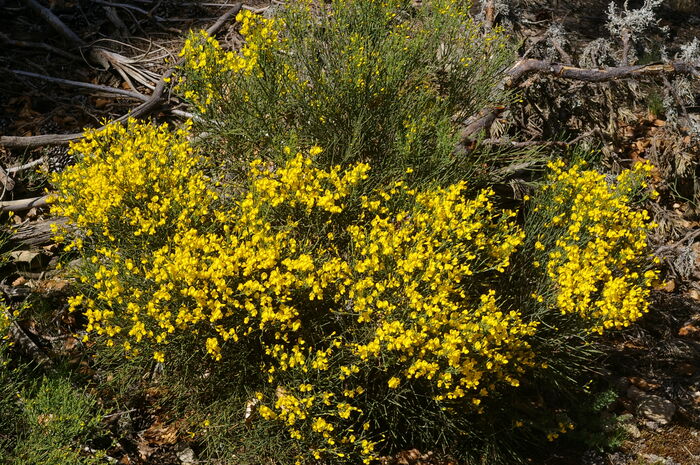 Flore de la Corse