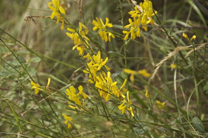 Flore de la Corse