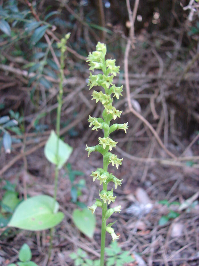 Flore de la Corse