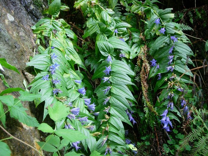 Flore de la Corse