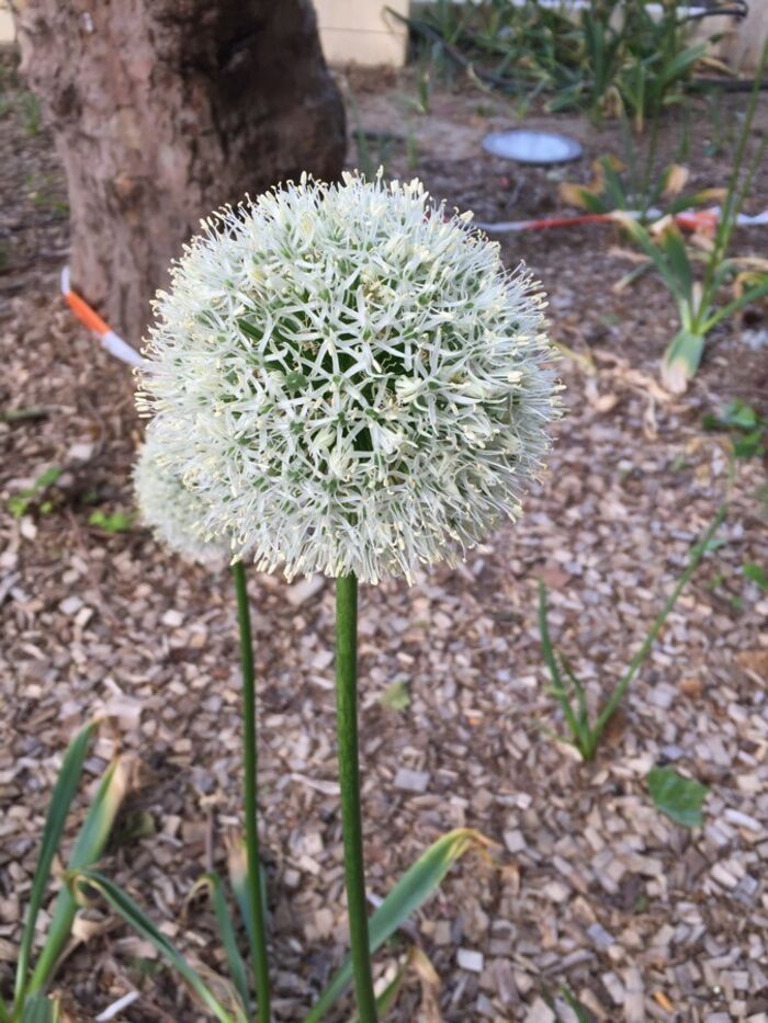 Flore de la Corse