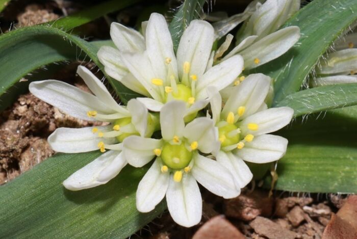 Flore de la Corse