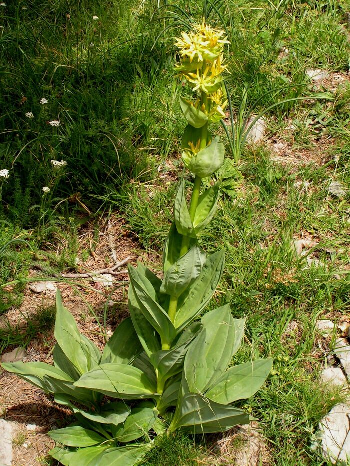 Flore de la Corse