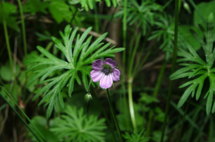 Flore de la Corse