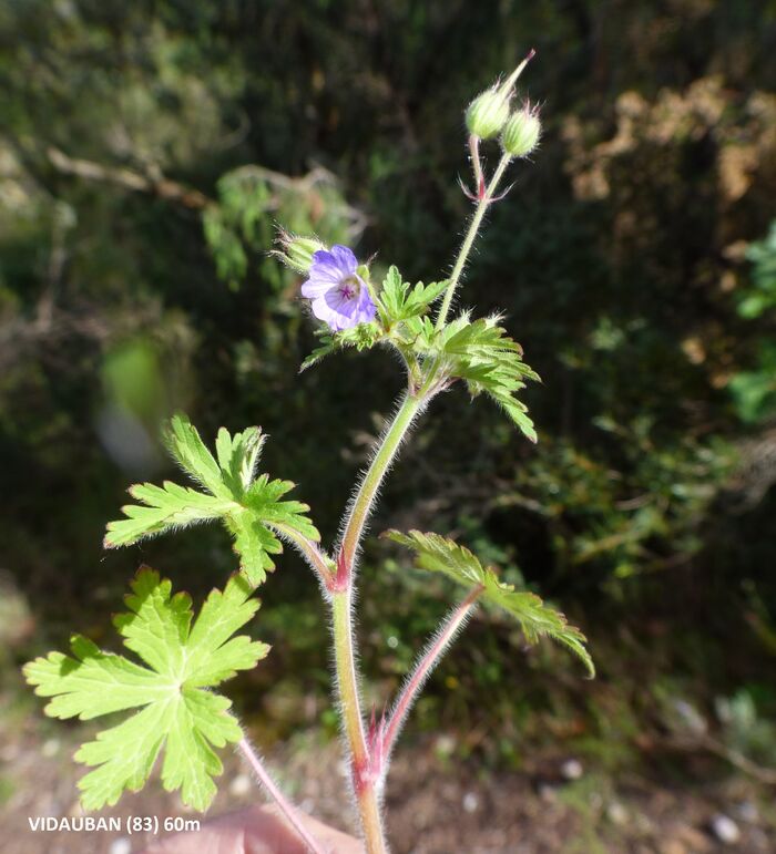 Flore de la Corse