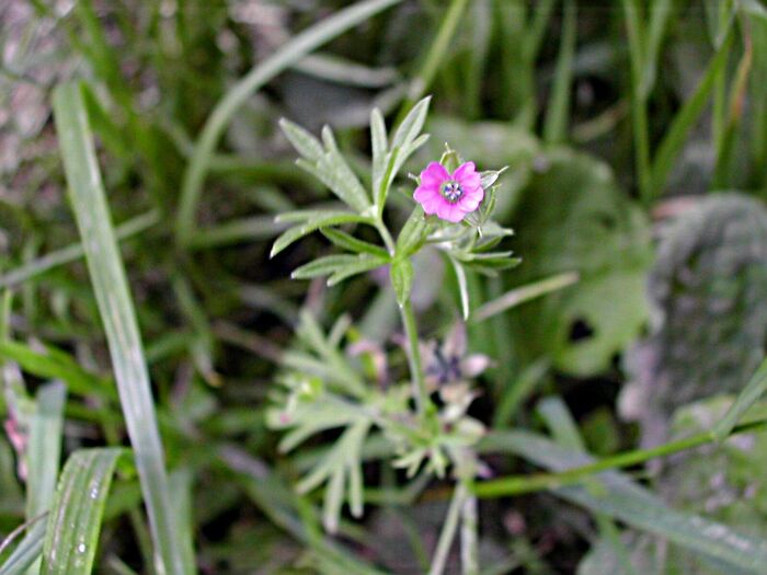 Flore de la Corse