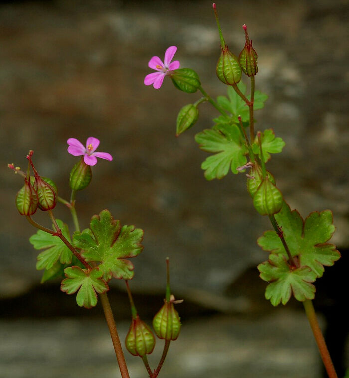 Flore de la Corse