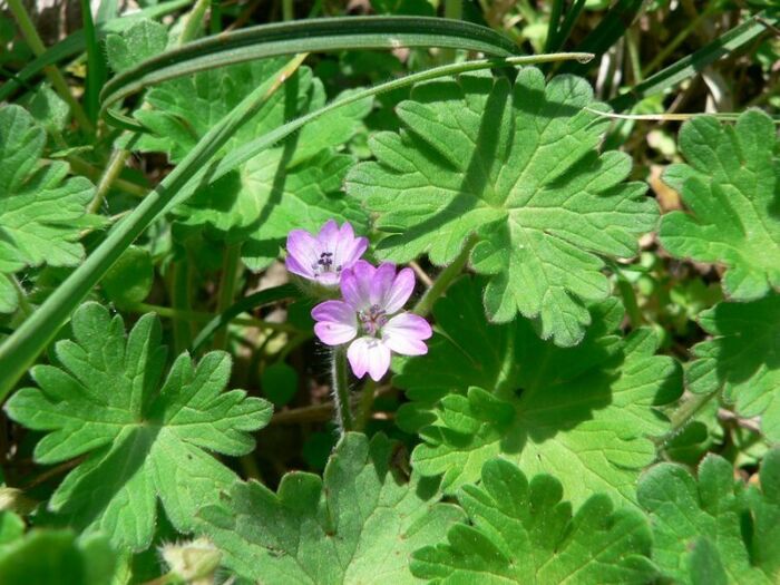 Flore de la Corse