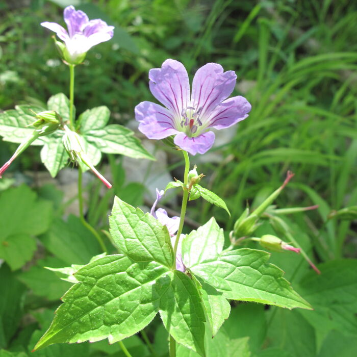 Flore de la Corse