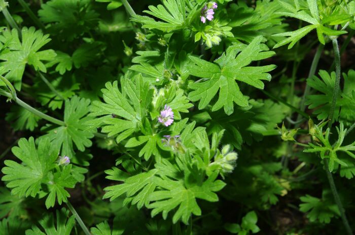 Flore de la Corse