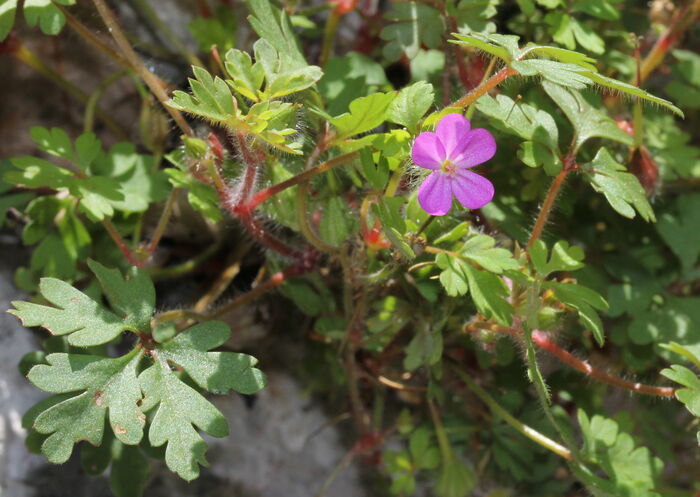 Flore de la Corse