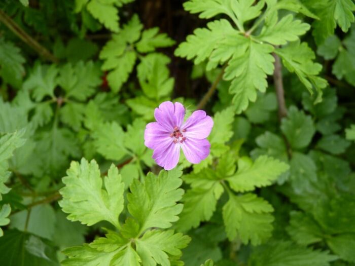 Flore de la Corse