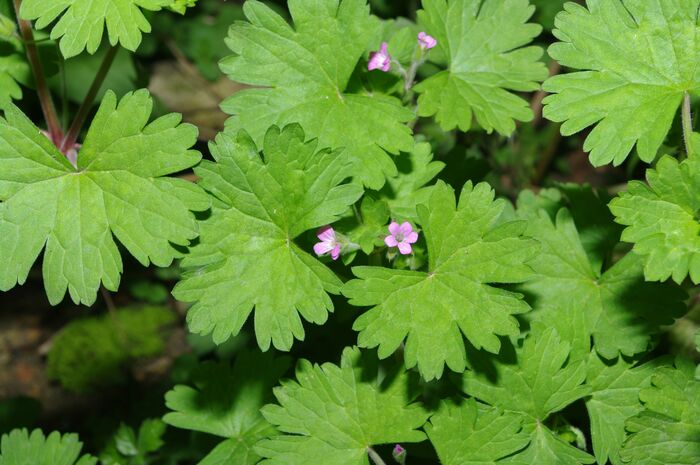 Flore de la Corse