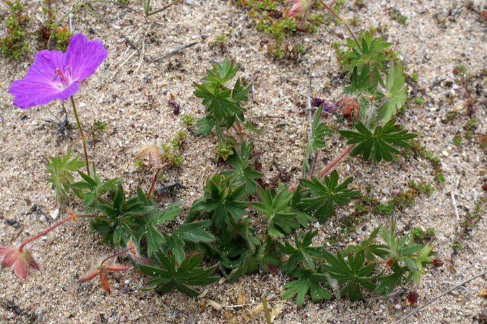 Flore de la Corse