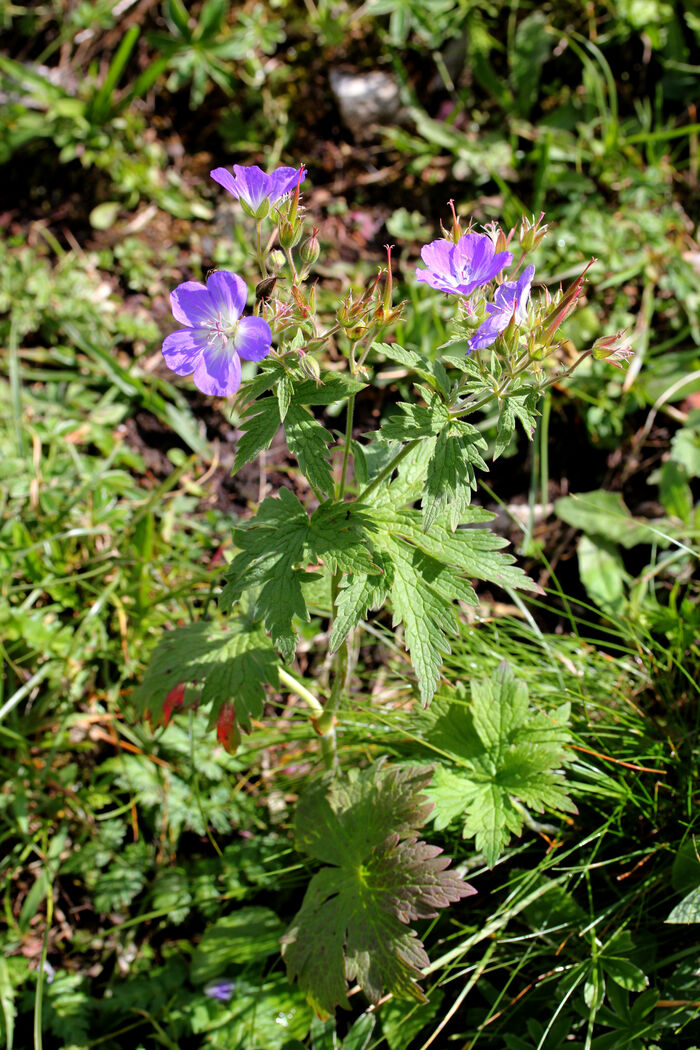 Flore de la Corse