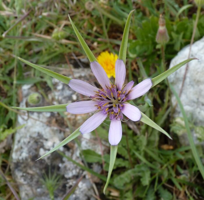 Flore de la Corse