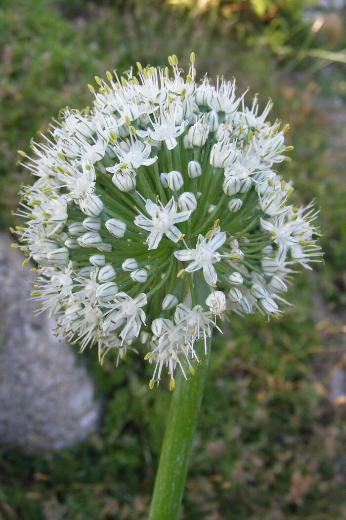 Flore de la Corse