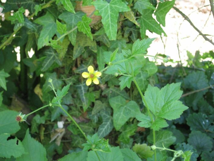 Flore de la Corse